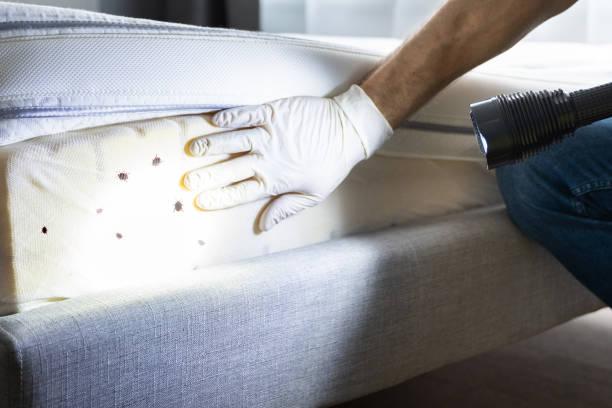 Professional Pest Control in Pamplico, SC