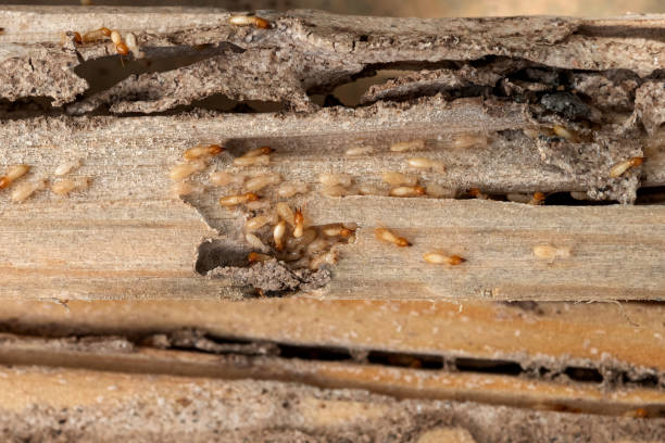 Best Local Pest Control Services  in Pamplico, SC