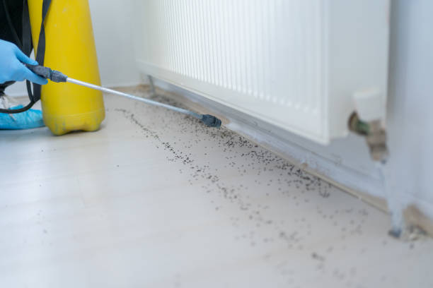 Best Wasp Removal Services  in Pamplico, SC